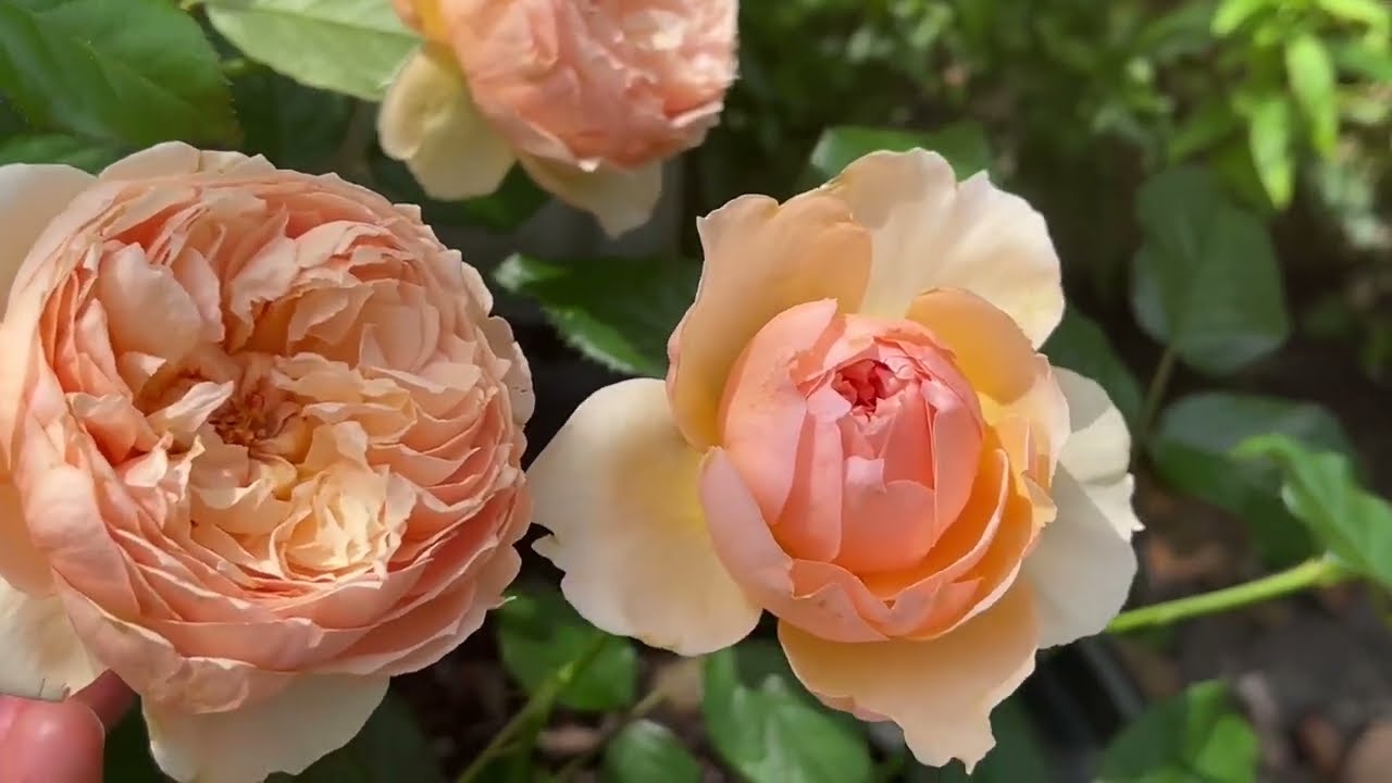 108 出月子了，带大家参观一下佛州后院 ｜Spring Backyard Flower GardenTour - Florida Zone 9B