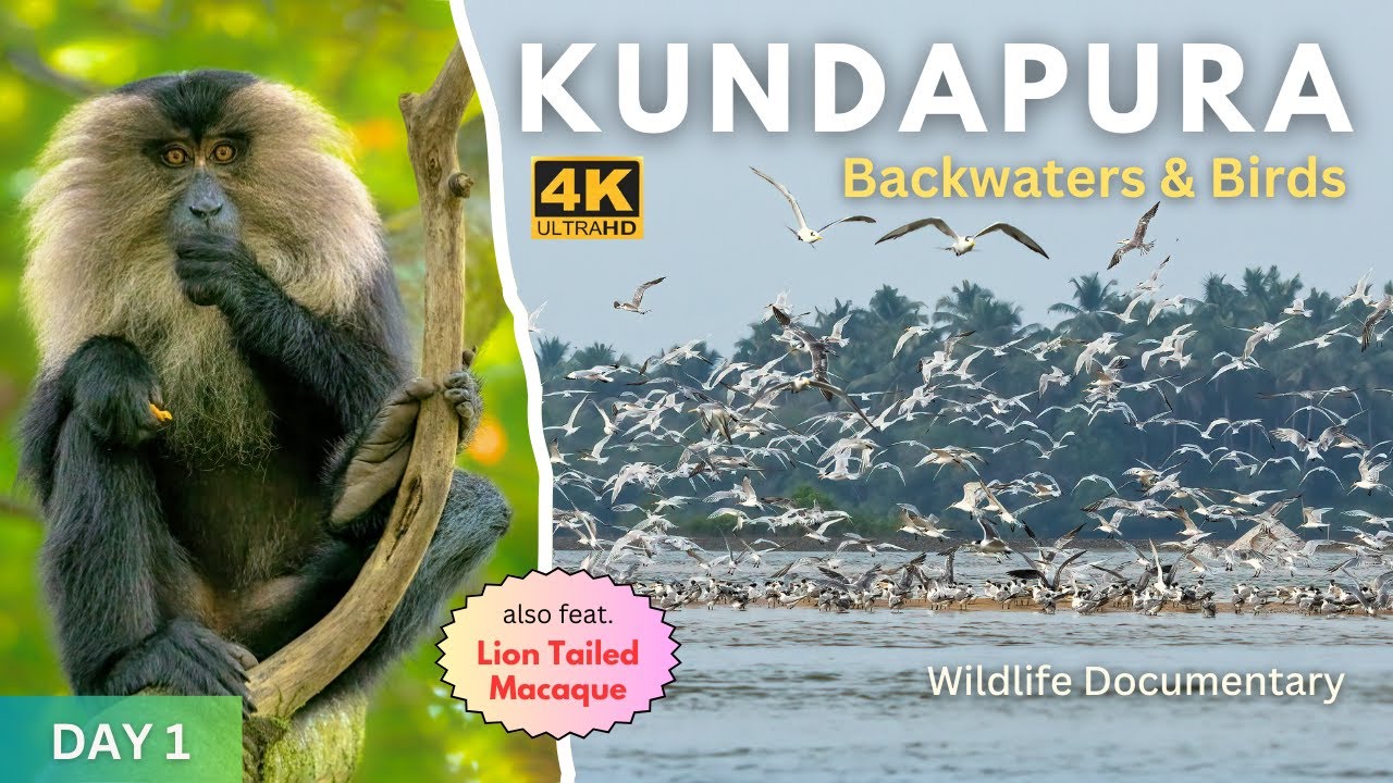Birdwatching in Kundapura: Wings Over the Backwaters | Bird & Wildlife Documentary | 4K UHD | Ep 1