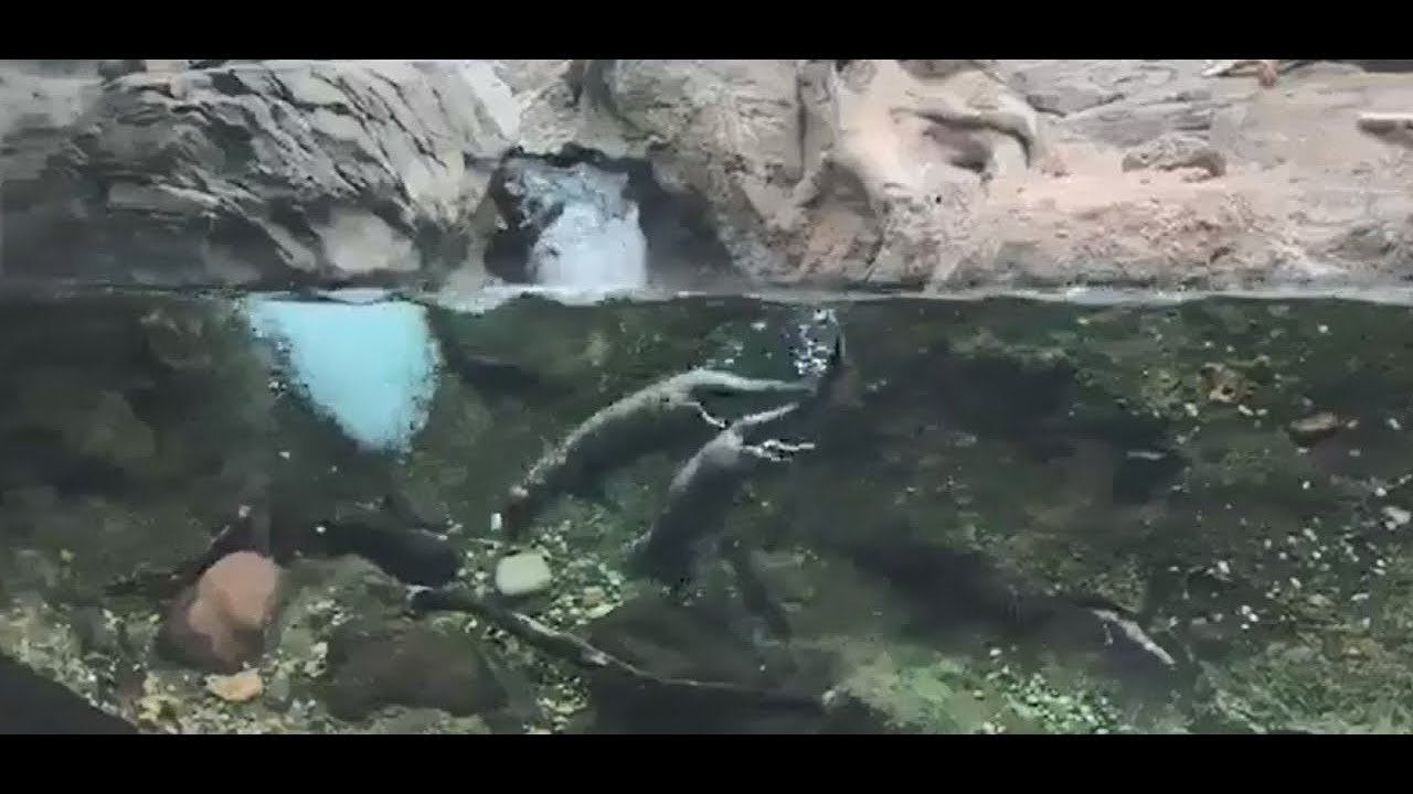 April 10 - Asian Small-Clawed Otters