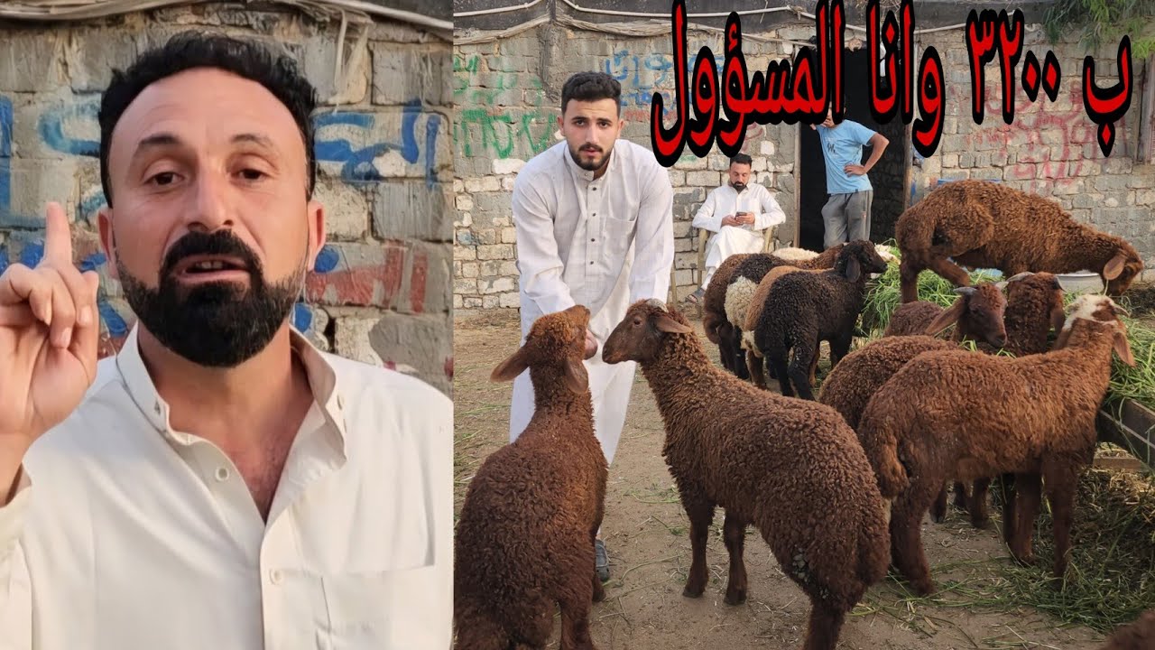 كل كلمه طلعت من لساني أنا مسؤال عنها والخروف عندي ب ٣٢٠٠ ج ودي فرصتك الاخيره كلها شهر والسوق هيولع