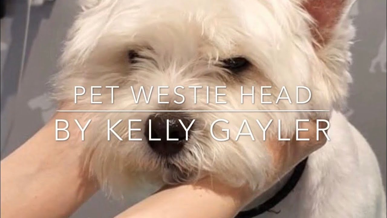 Pet Westie Head Grooming Tutorial