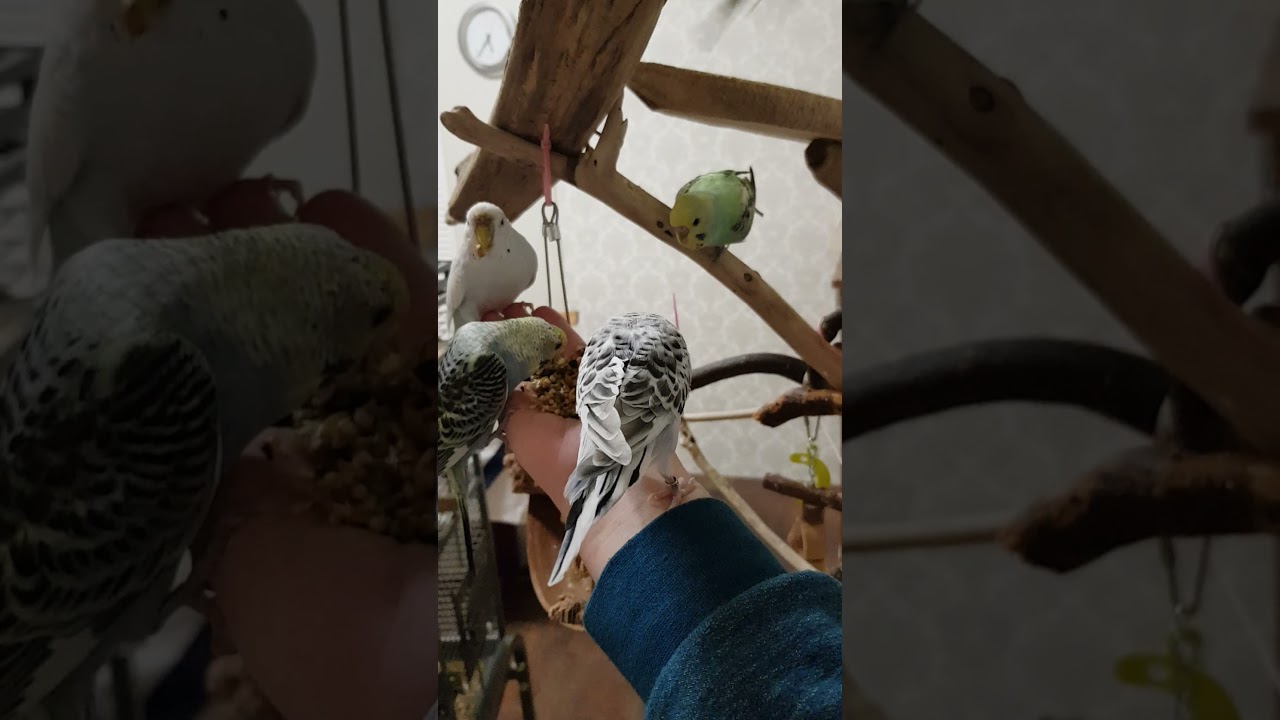 das gro&szlig;e futtern in der Vogelschule