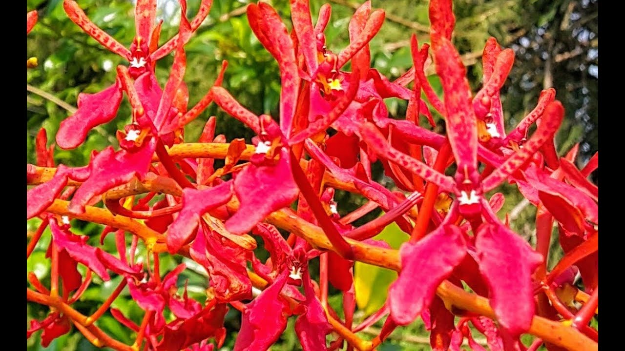 ORQUÍDEA (RENANTHERA COCCINEA) APRENDA SOBRE SEU CULTIVO CURIOSIDADES E DICAS !!
