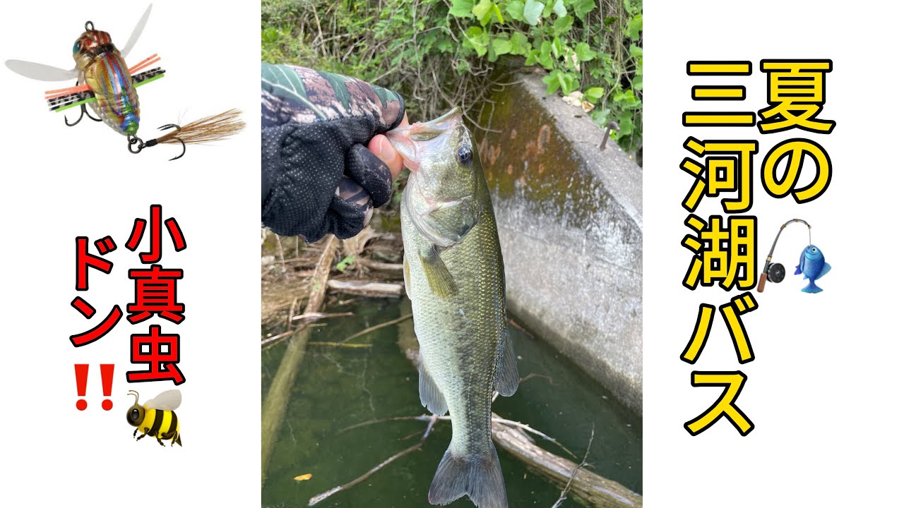 ７月下旬　三河湖バス釣り