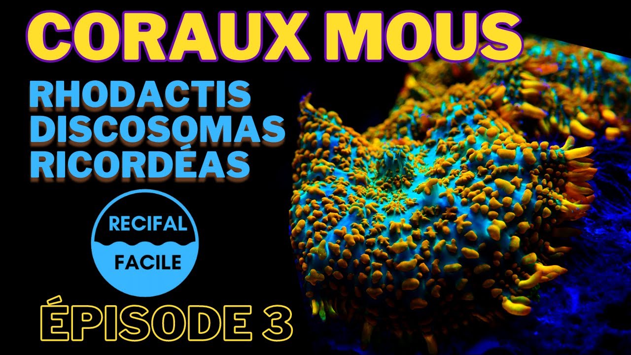 Les Coraux Mous- Discosomas-Ricordéas-Rhodactis