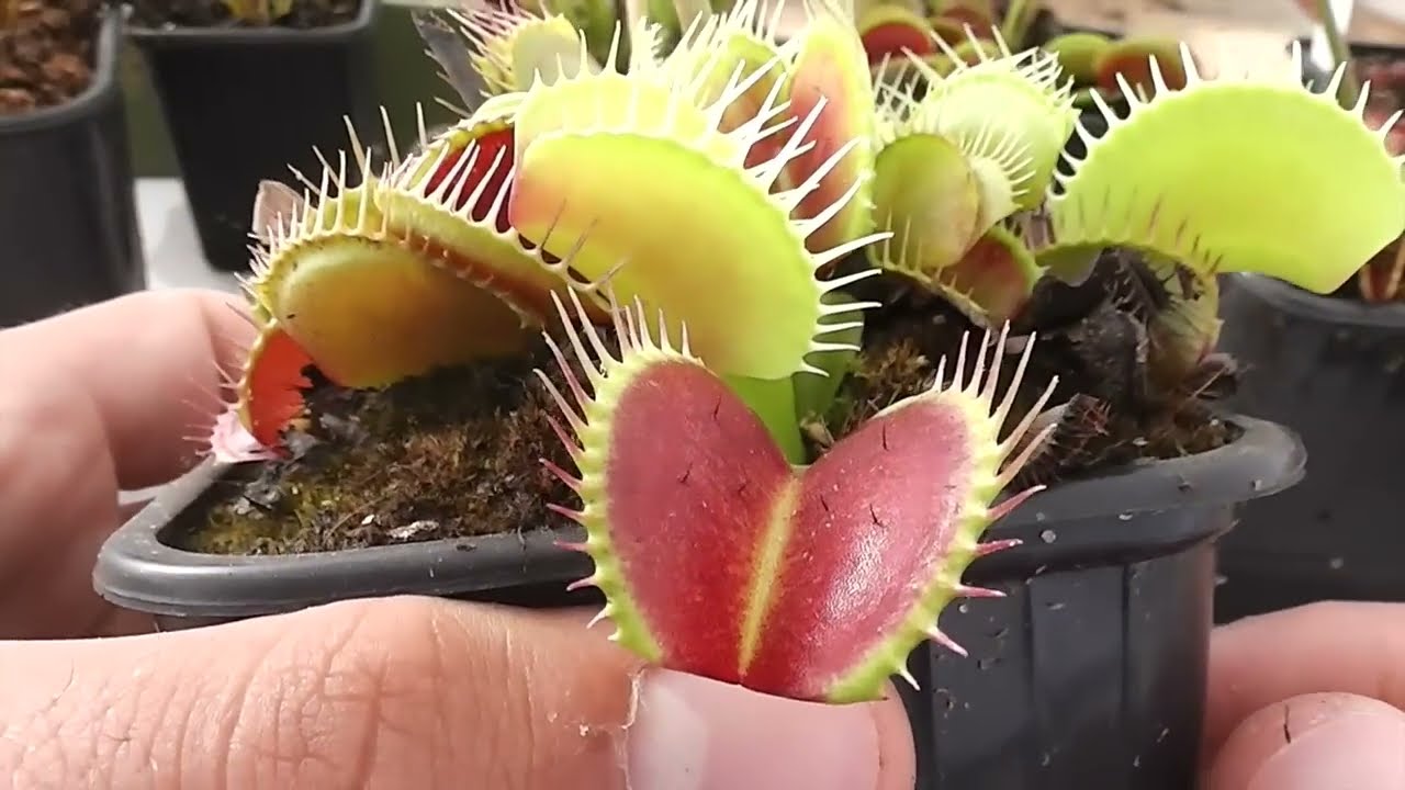 Cultivares de Dionaea 1/2