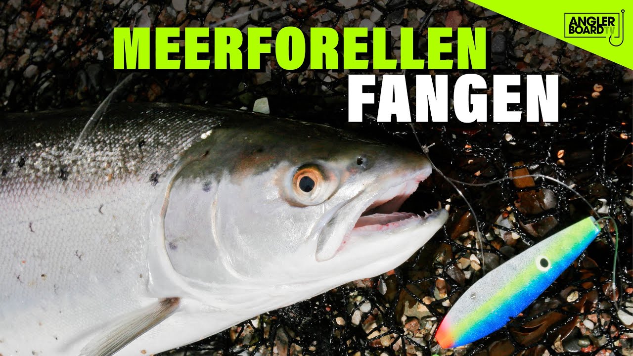 Meerforellen angeln an der Ostsee | Watangeln auf Meerforelle | Fischen auf Mefo | Anglerboard TV