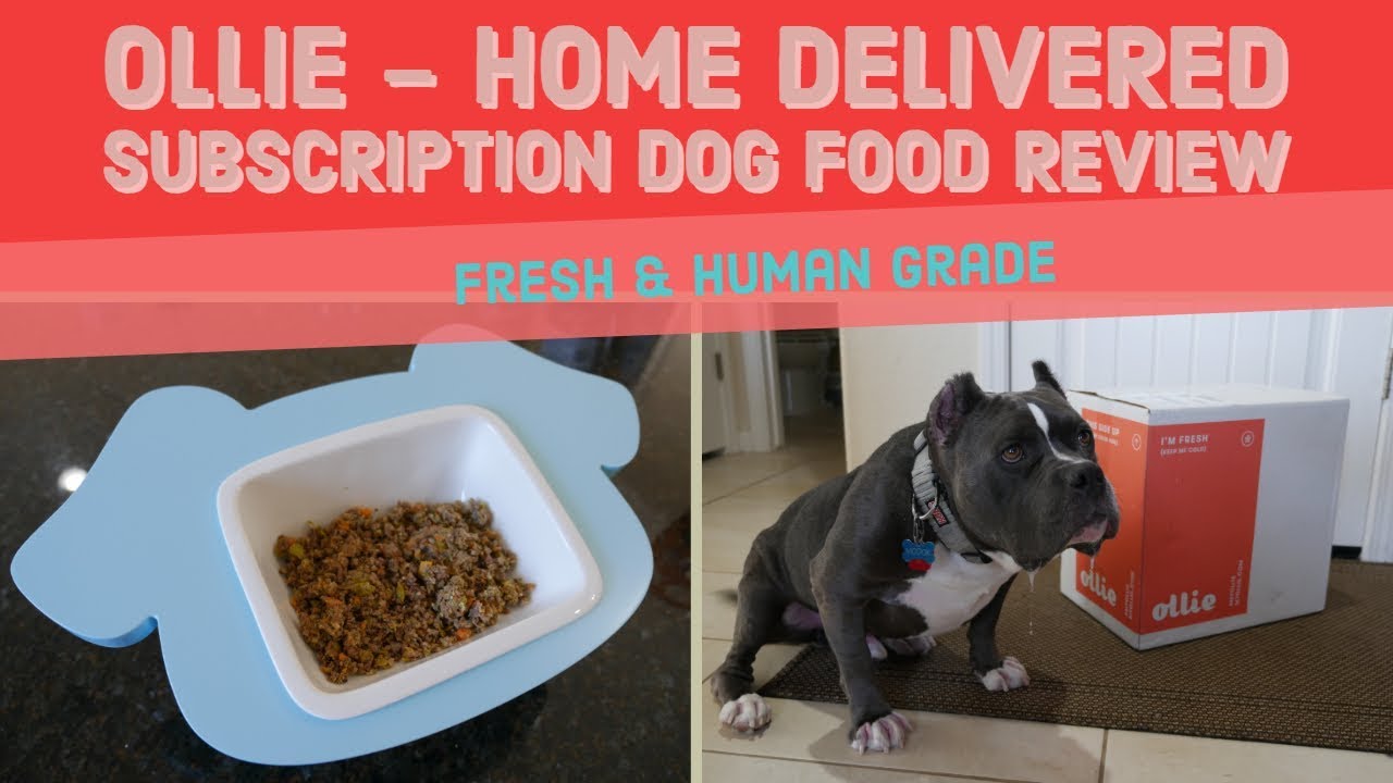 Ollie Human Grade Dog Food Review 2019