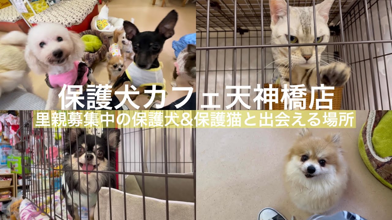 【日本初】犬にも猫にも癒されたい方はいませんか？日本で最初に出来た里親募集型カフェ『保護犬カフェ天神橋店』さん