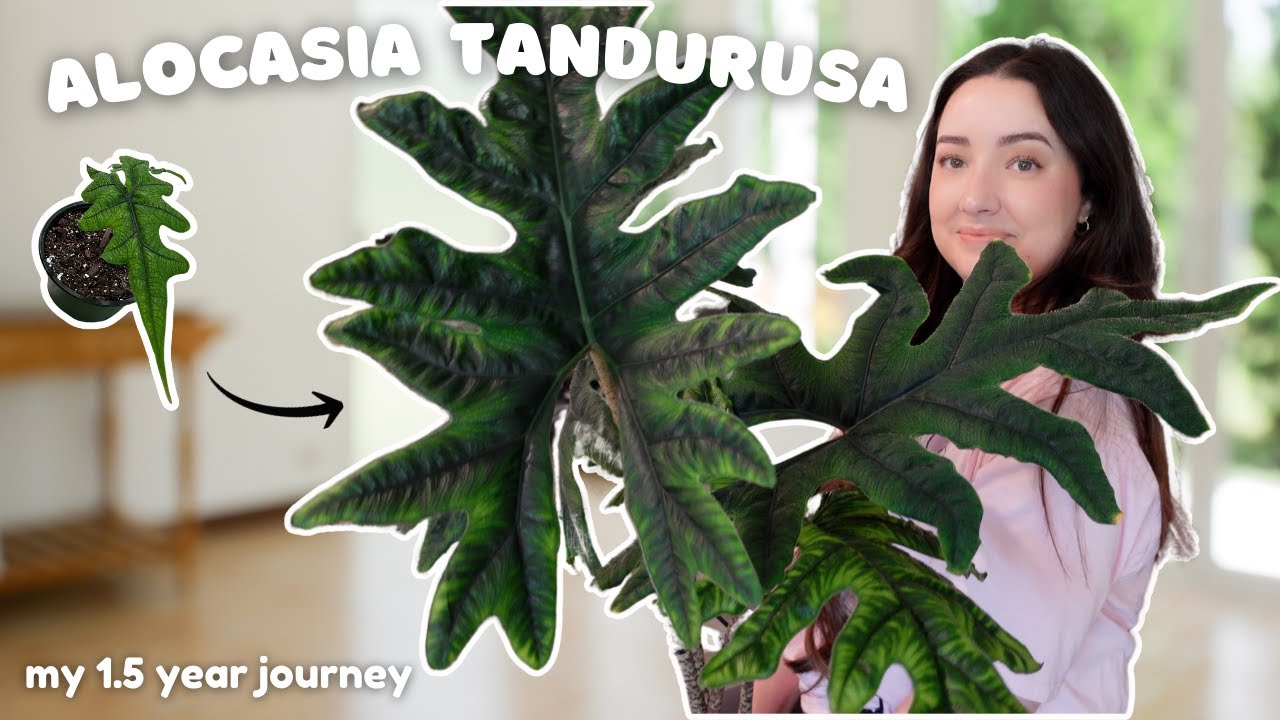 Plant Feature of the Month | New Series Featuring Alocasia Tandurusa 🪴