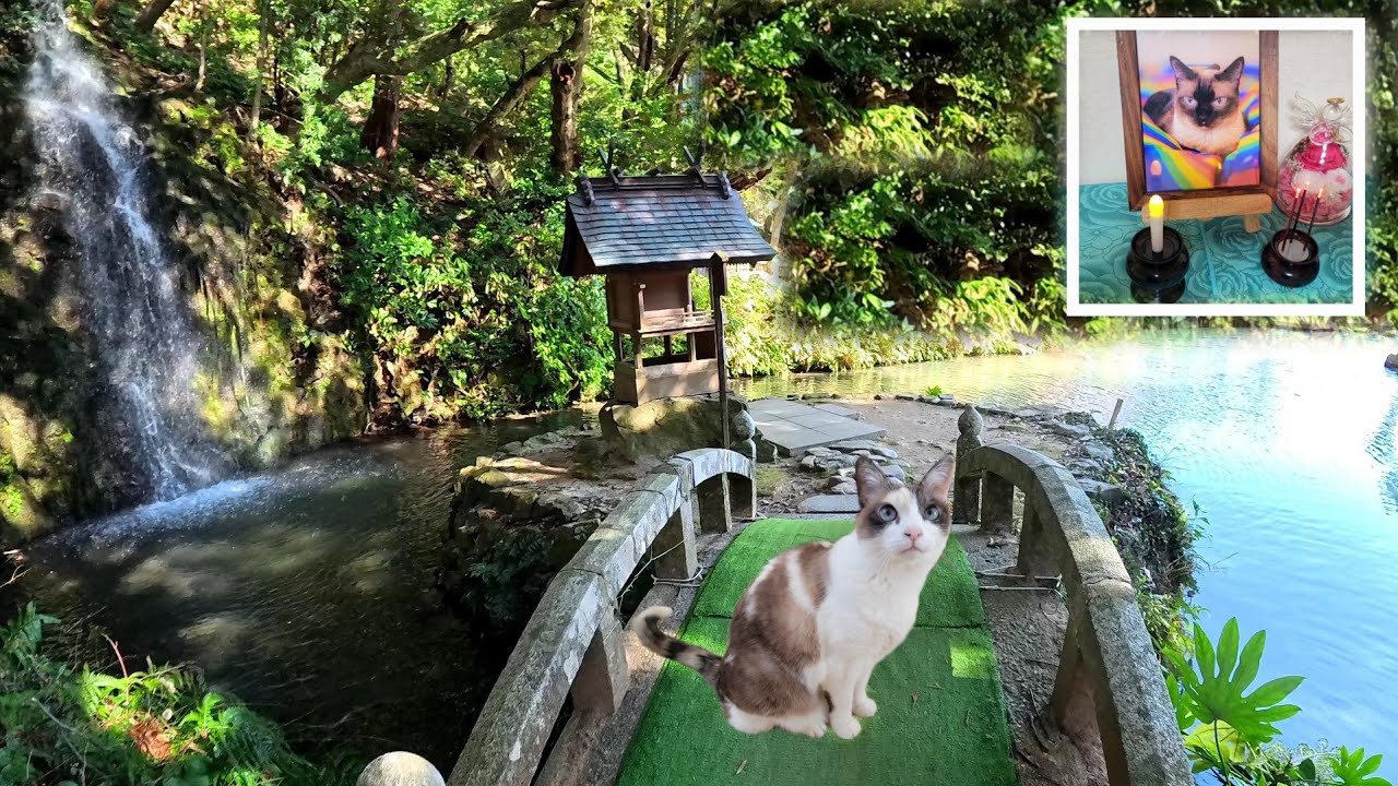 シャムエが病死し独りぼっちになったペポが長生きできるよう神社へお参りに⛩