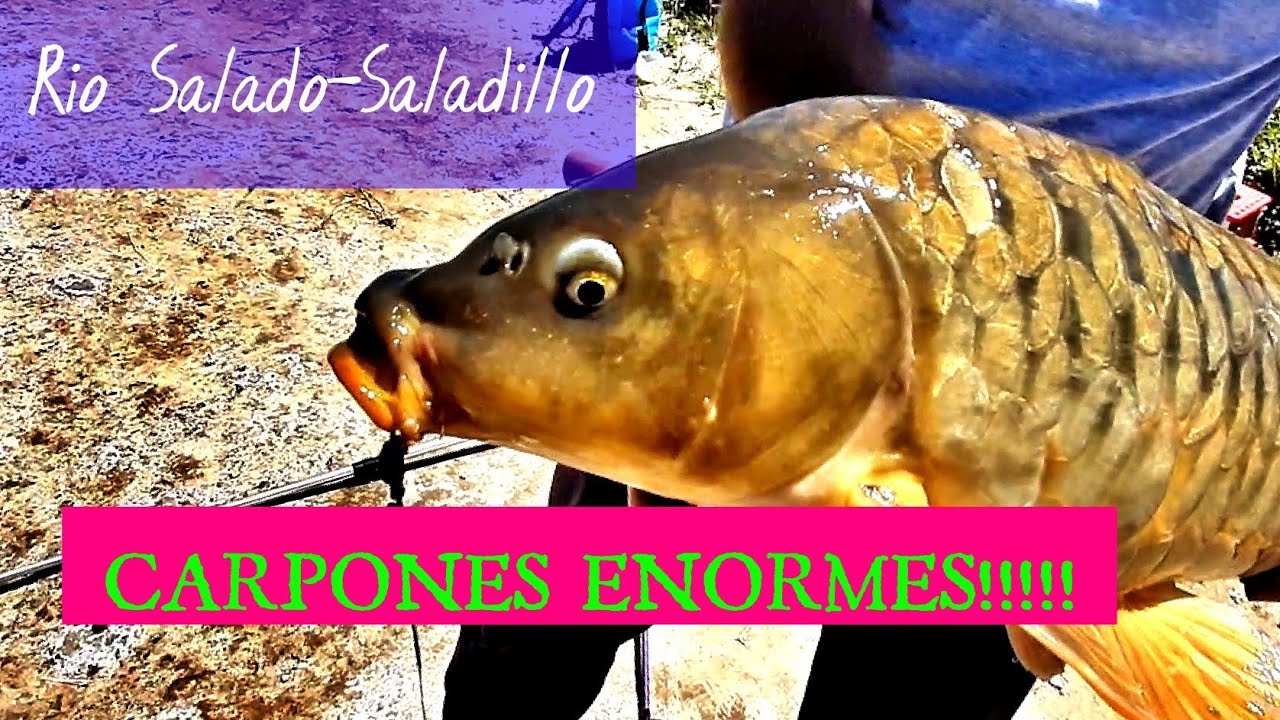 PESCA En el Rio SALADILLO Sobre ruta 205 / 20 Carpas, Bagres y TARUCHAS / Episodio 1/T4 / MJ-PESCA