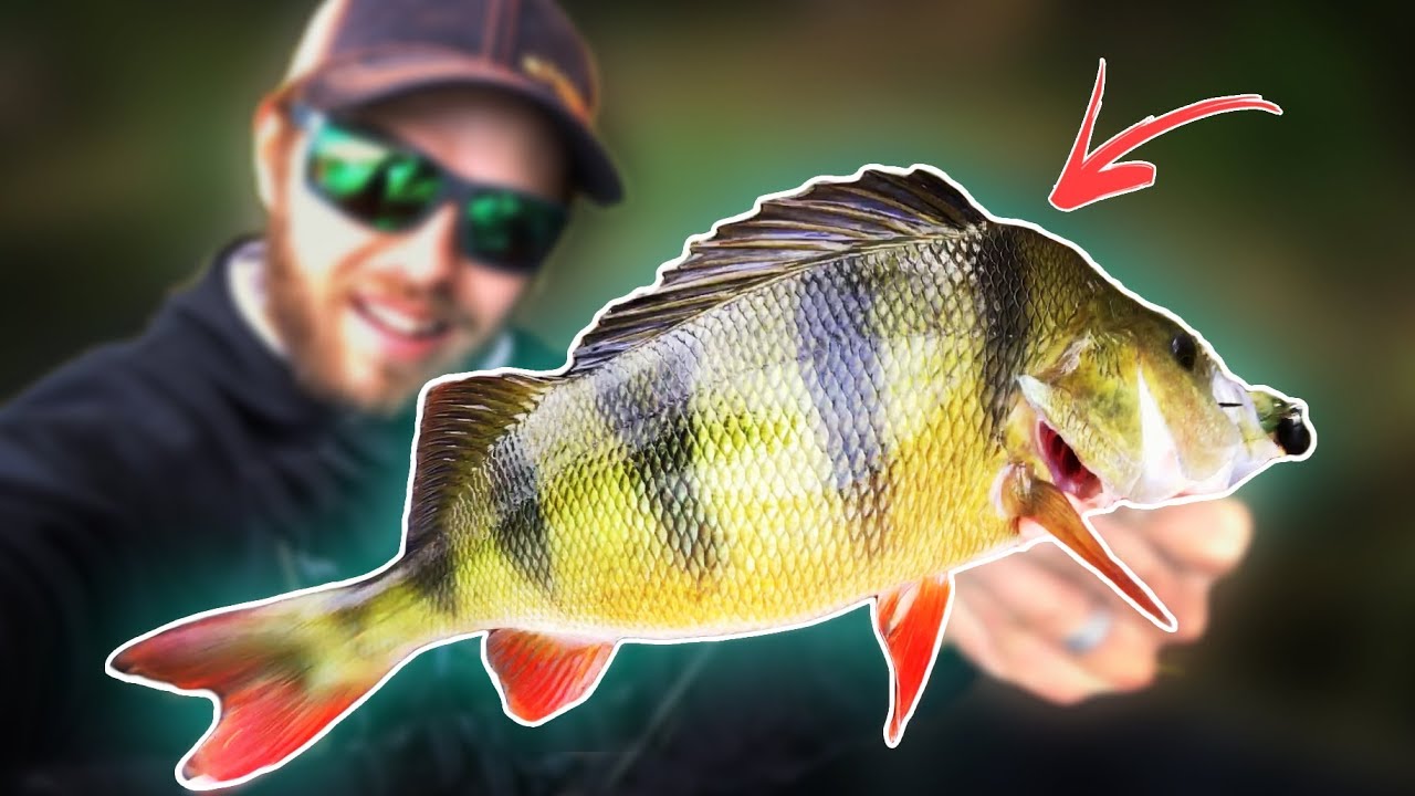 PERCH FISHING from Float Tube (CRAZY ACTION)