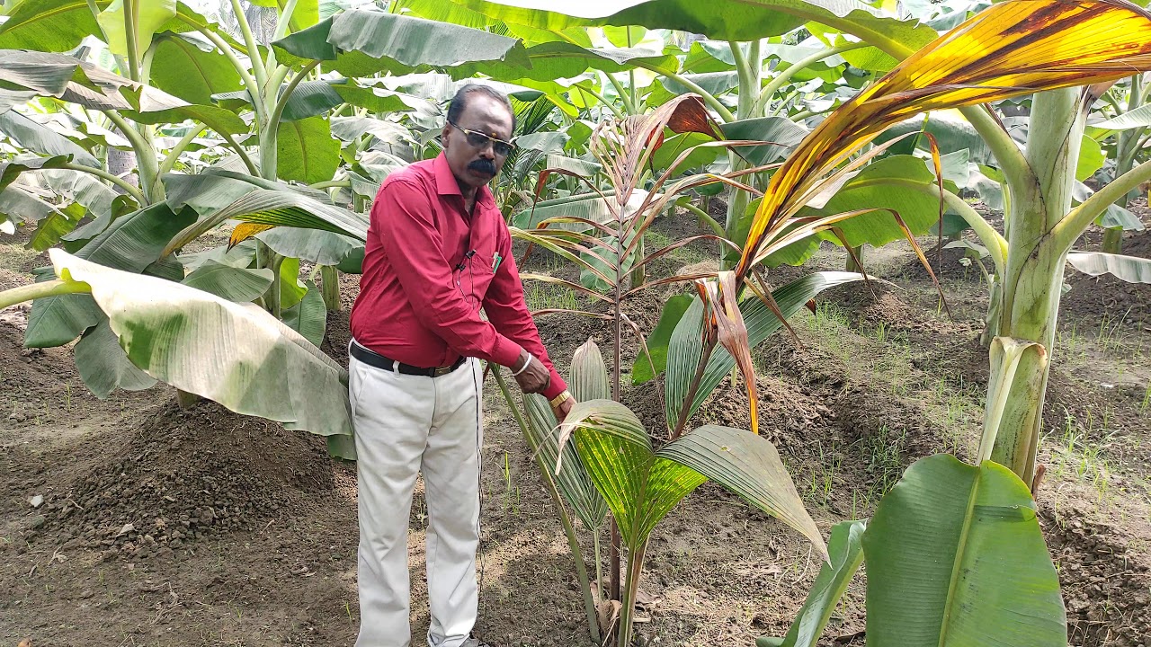 தென்னையில் குருத்து அழுகல் நோய்