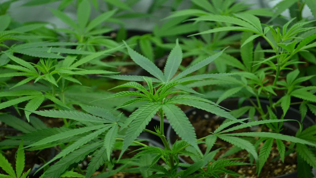 Hemp Timelapse Vol. II