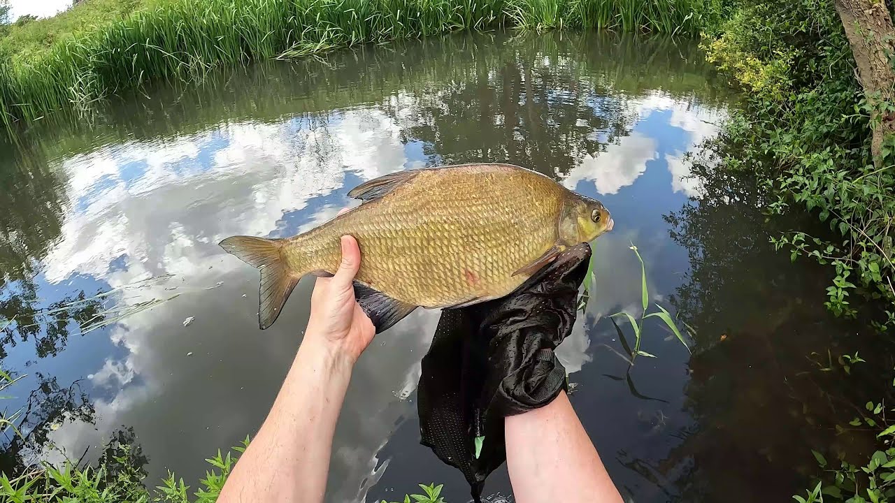 Fishing the West Sussex River Rother with maggots / How many species?