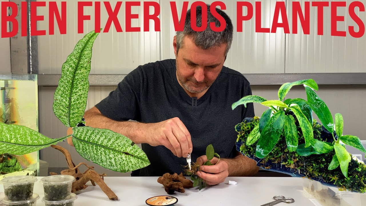 🌱Comment fixer vos plantes d'aquarium sur des racines (🐠Floraquatic🌱)