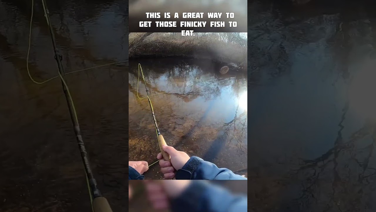 Fishing with an egg fly! Rainbow Trout&hellip; #fishing #troutfishing #trout #flyfishing