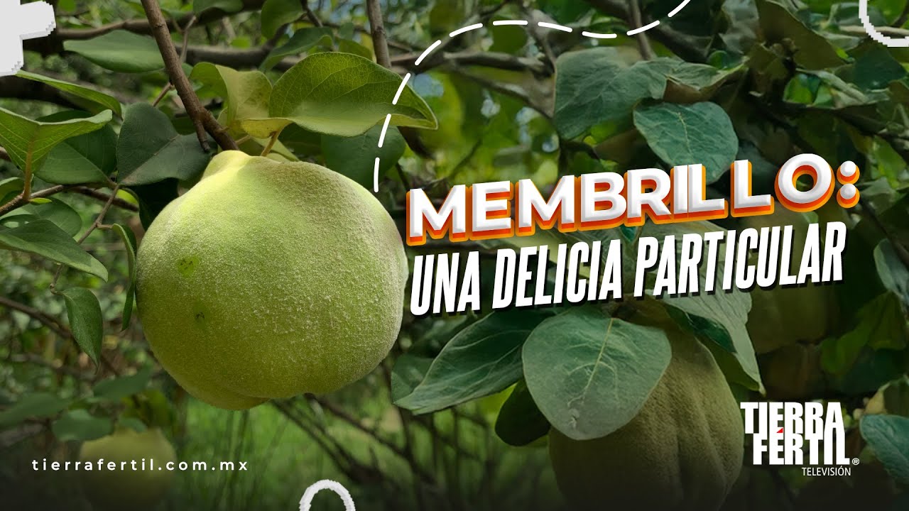 El membrillo: Una delicia peculiar