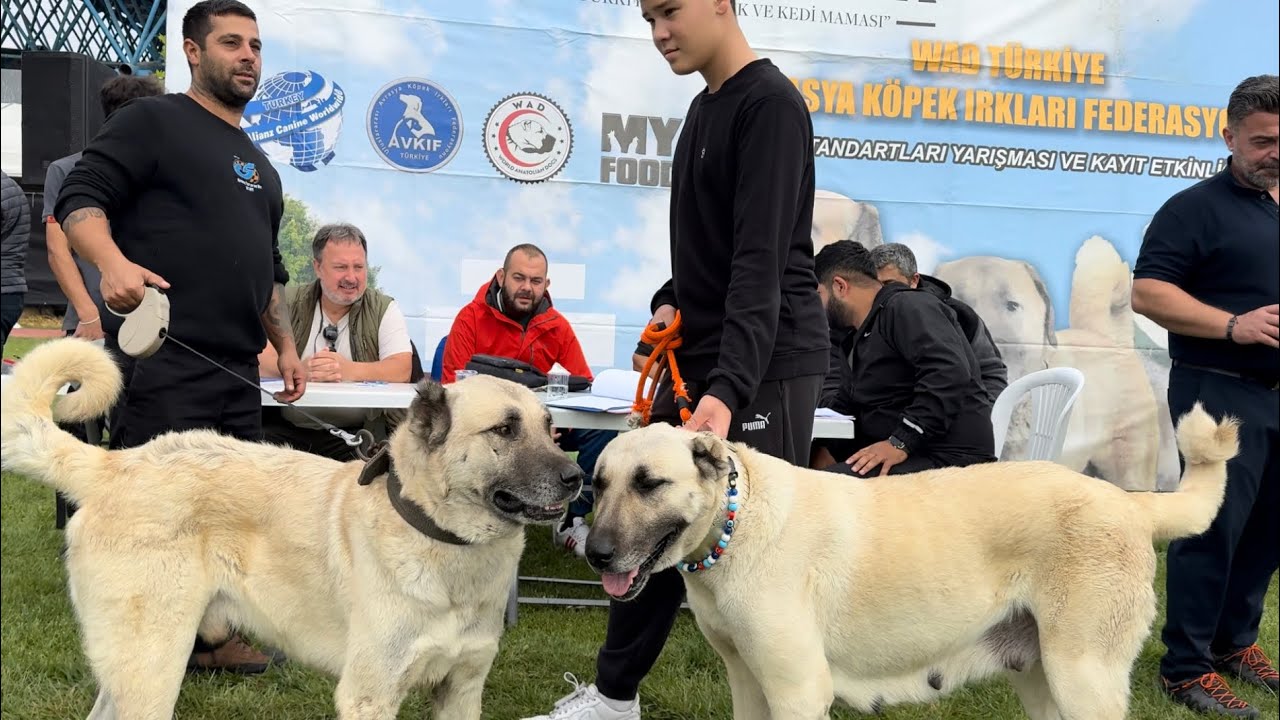 KANGALARI VE HAYMANA KARALARINI YARIŞMAYA GÖTÜRDÜM TARİH YAZDIK🤣