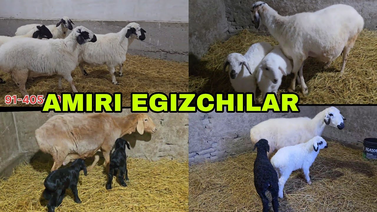 Bugun yangi partiya egizchilar sifatiga baho bering 28 января 2026 г.