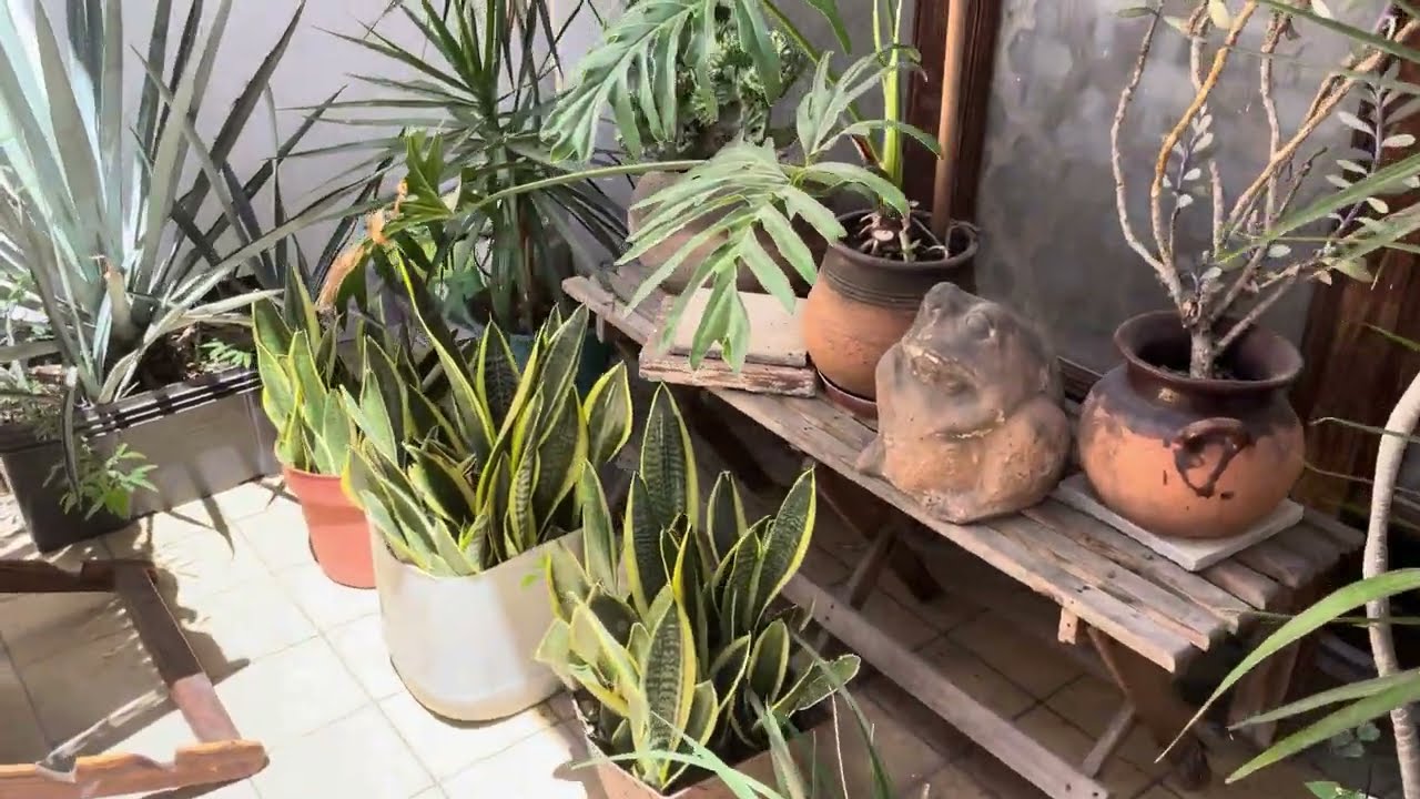 We Loved This Cheap Mexican LGBTQ 420 Friendly AirBnB - Guadalajara Mexico Air BnB Review