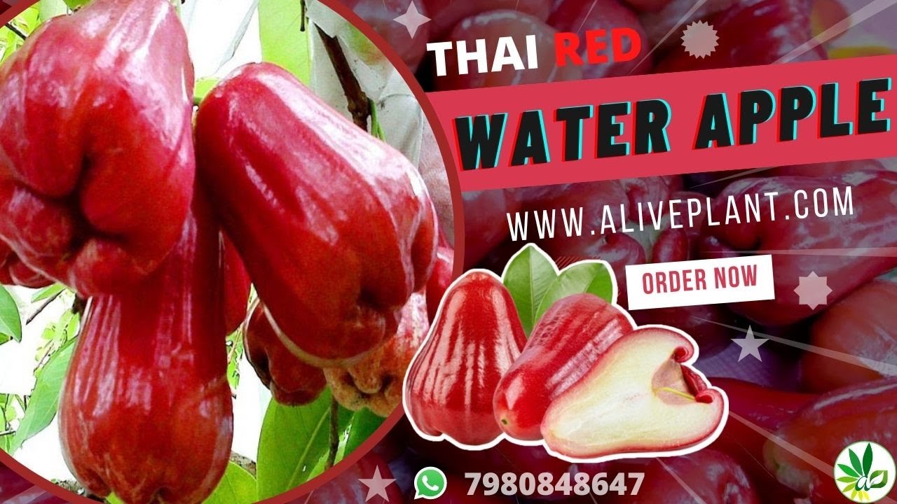 THAI RED WATER APPLE (CHAMBA) || थाई रेड चंबा के बारे में जानिए || ORDER NOW - WWW.ALIVEPLANT.COM