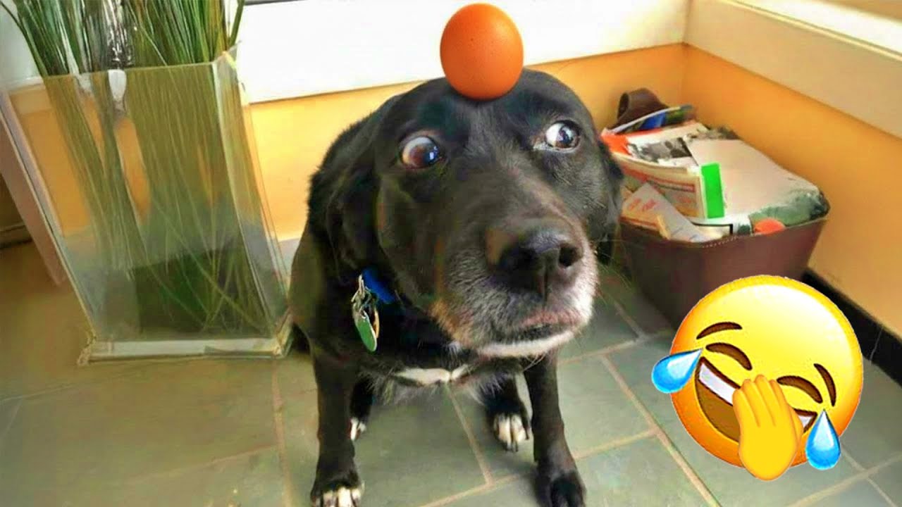 You Laugh You Lose 😹 Funniest Cats and Dogs 2026 🍜 #funnydogs #funniestanimals #funnycats