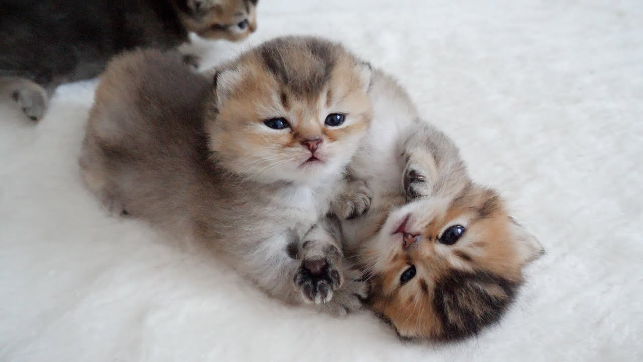 Kittens wanting to mount up are cute...