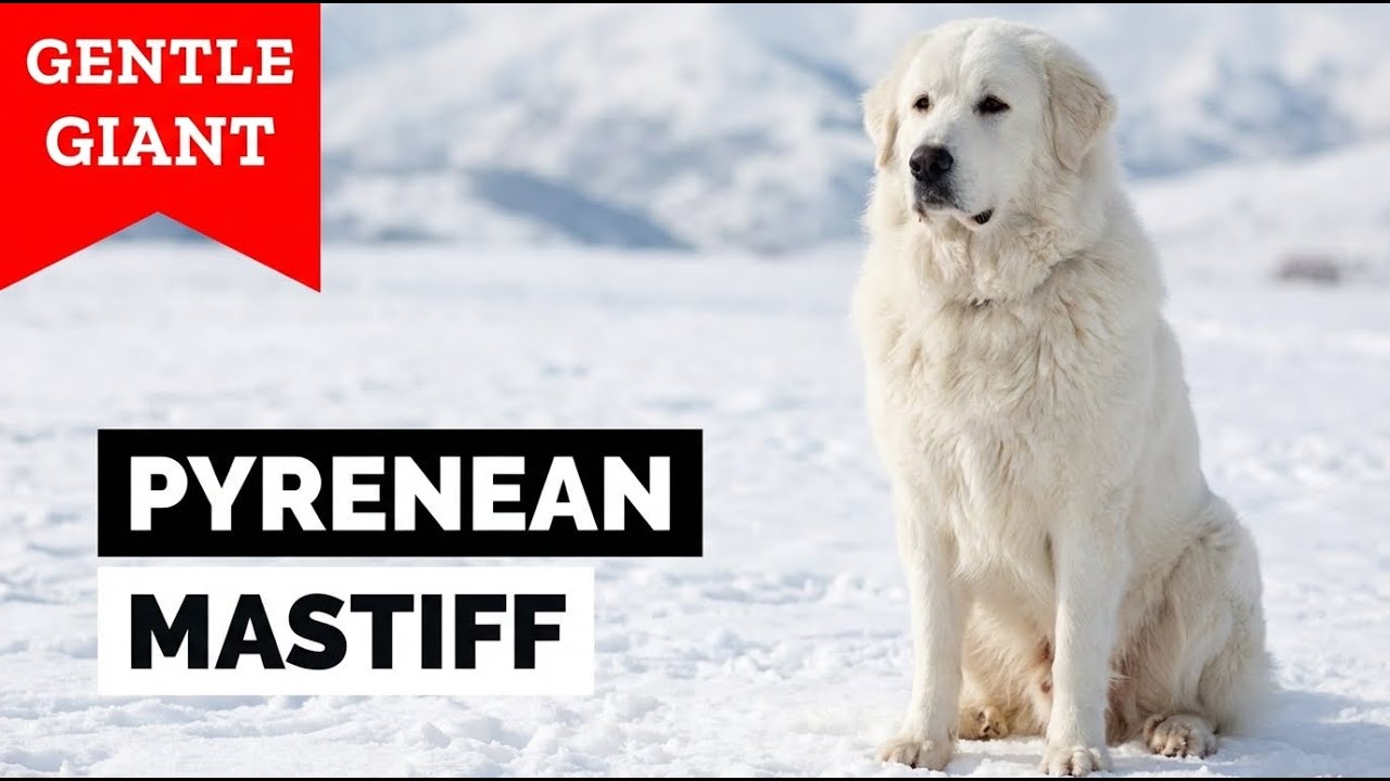 Pyrenean Mastiff: One of the Calmest Giant Dogs in the World