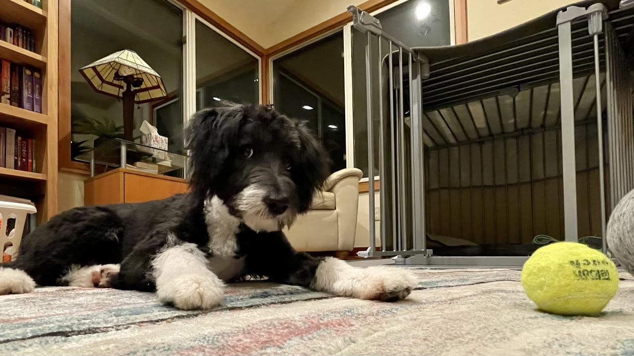 Harley, 7 month bordoodle finding his toys