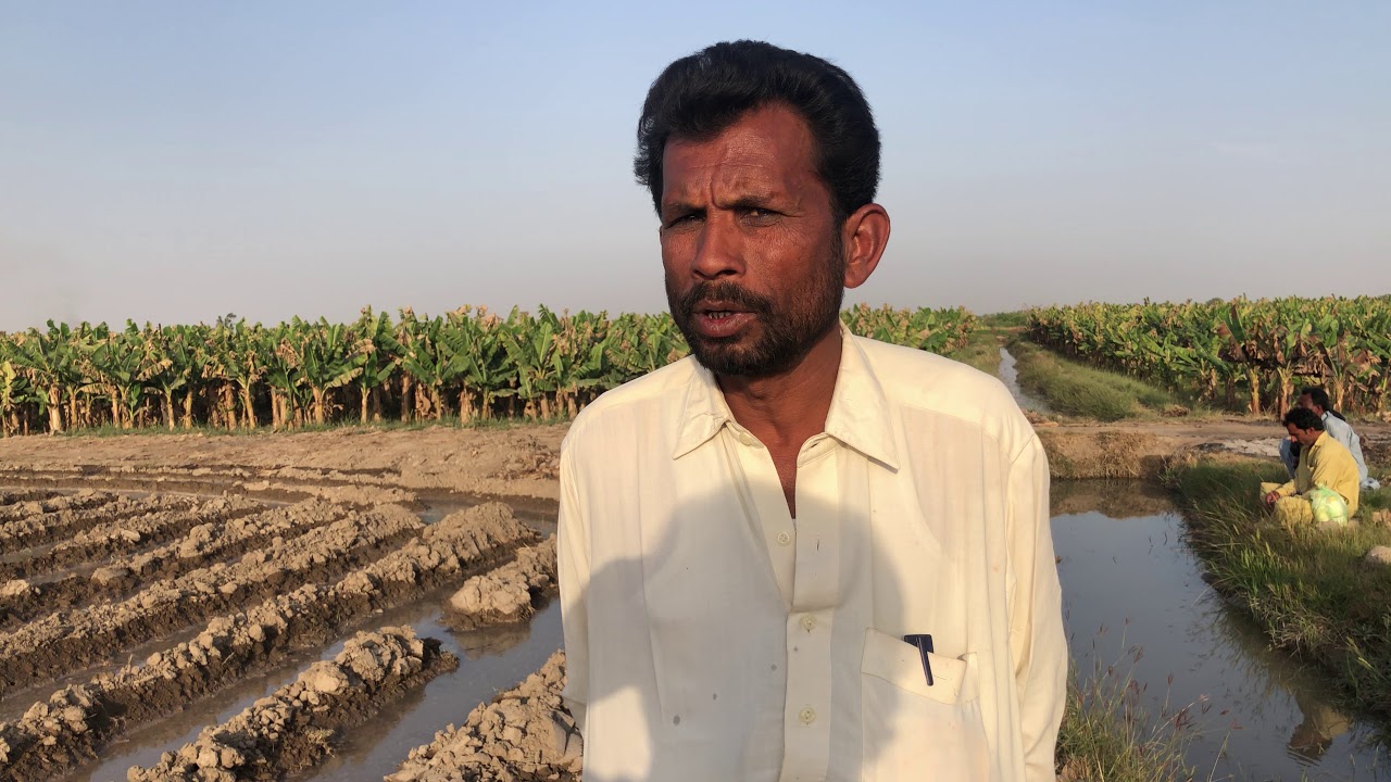 Cotton farming in Pakistan ) (كاپاس كي كاشت)