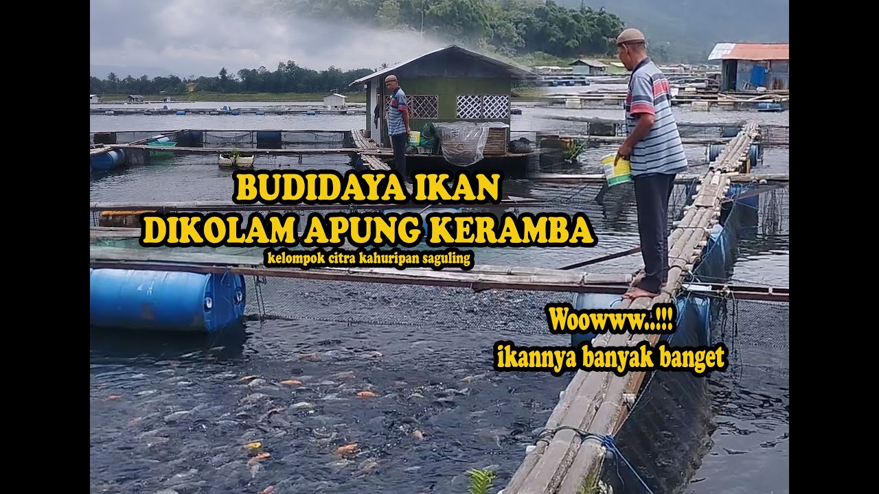 budidaya ternak ikan dikolam apung keramba saguling