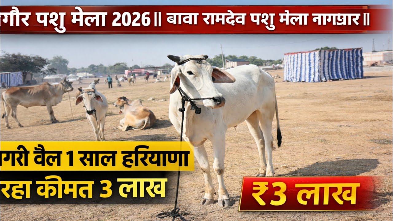 नागौर पशु मेला 2026: बाबा रामदेव मेले में नागौरी बैल की कीमत ₹3 लाख | 1 साल हरियाणा में रहा