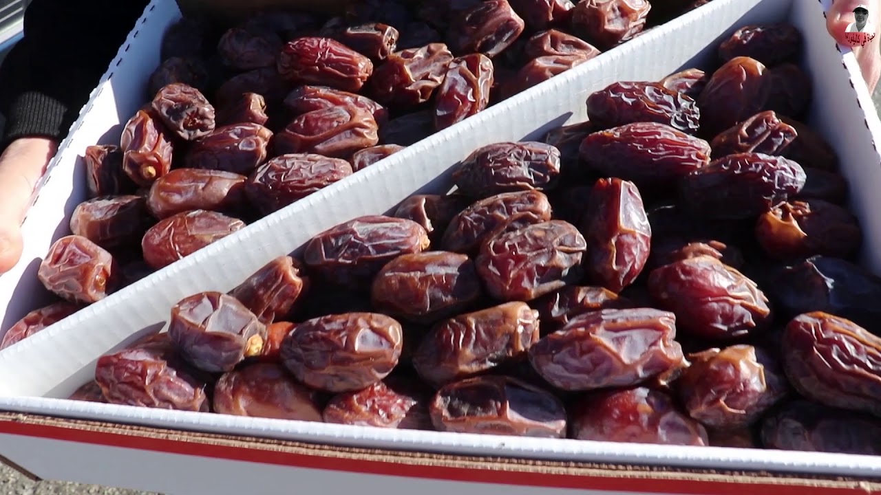 النخيل العراقي في كاليفورنيا