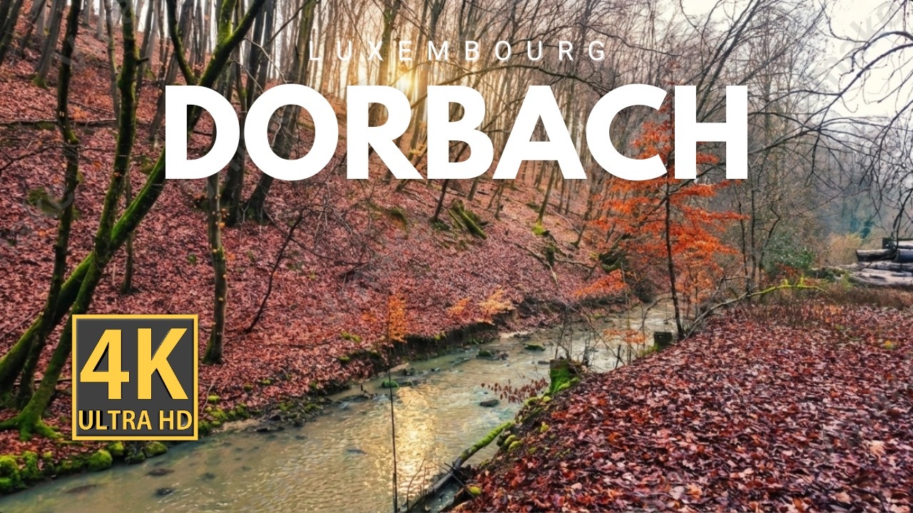 🇱🇺 Luxembourg 4K Silent Walk | Dorbach Forest (Calm Nature in European Forest)