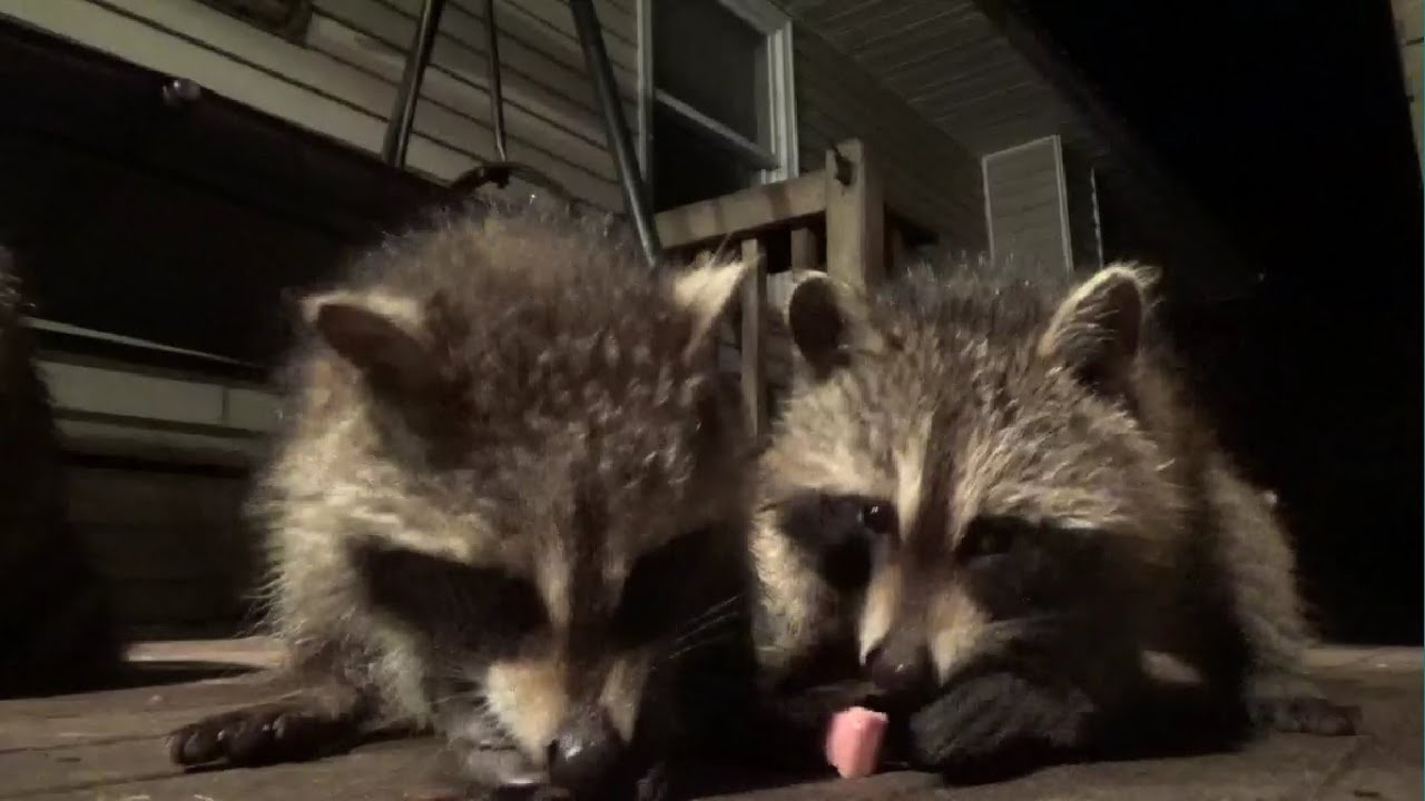 Raccoon Babies at their best  smacking lips