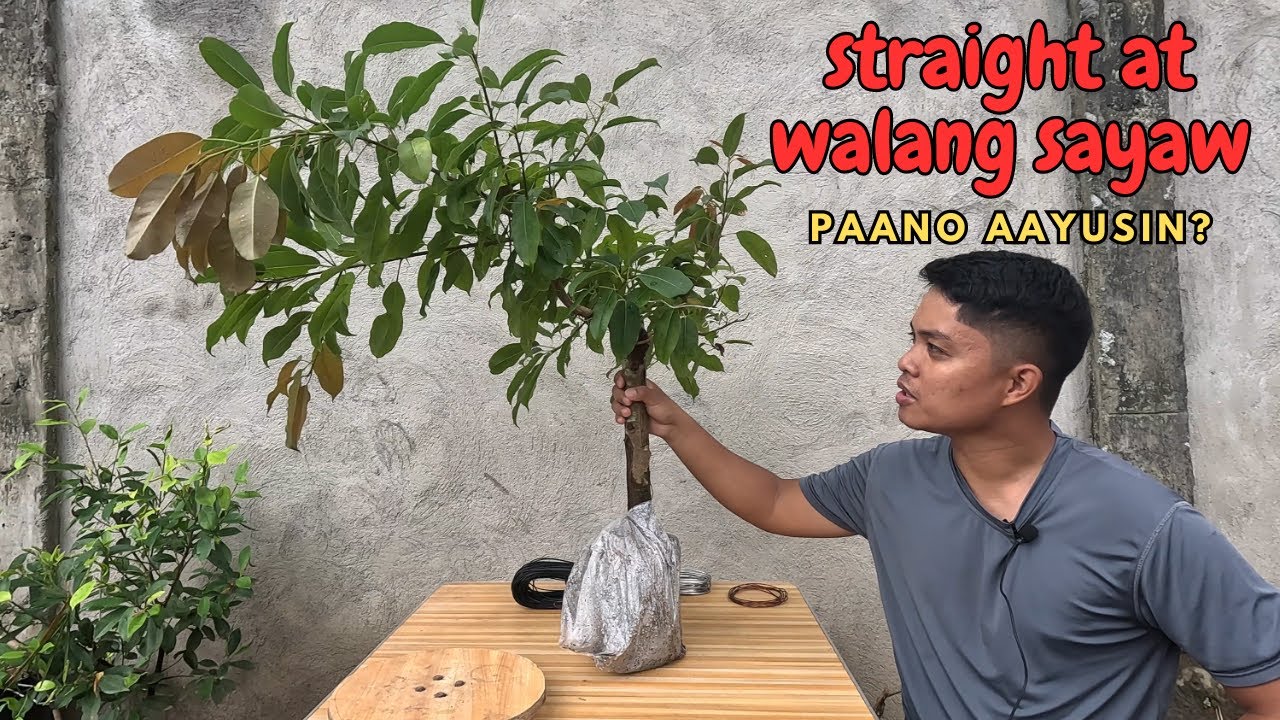 Paano gumawa ng literati style RED BALETE/FICUS VIRENS? #bonsai #ficus #balete #ficusbonsai