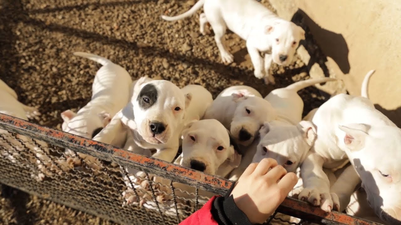 Moj savršeni ljubimac ep. 130 13.12.2021. Dogo argentino, Beso de Loco, II deo