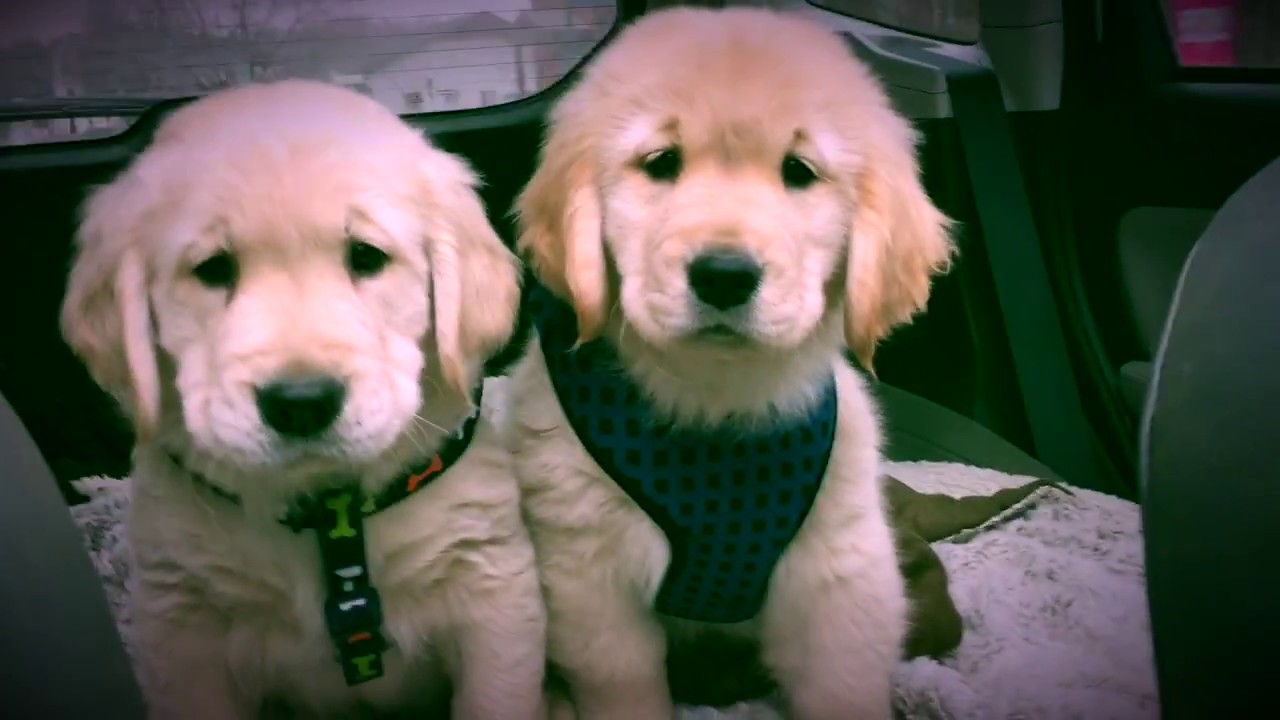 Butternut Goldens - All the Time in the World