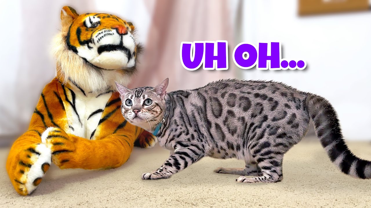 Bengal Cat vs Bengal Tiger Prank (Original Video)