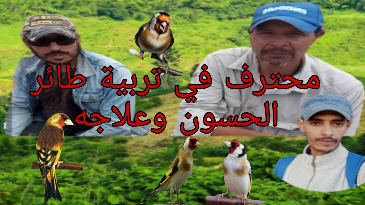 حوار مع مولوع كبير في تربية طائر مقنين _او الحسون و ميسترو وبعض المعلومات