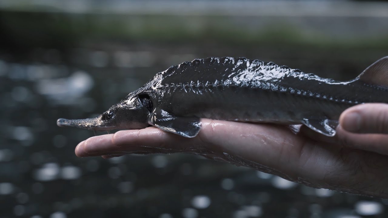 The Art of Caviar by Royal Belgian Caviar
