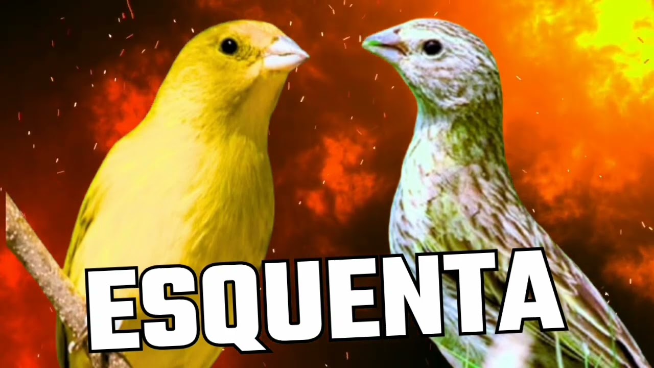 🔴 Melhor ESQUENTE Canário da terra! MACHO e FÊMEA loucos!🔥🔥🔥🔥🔥