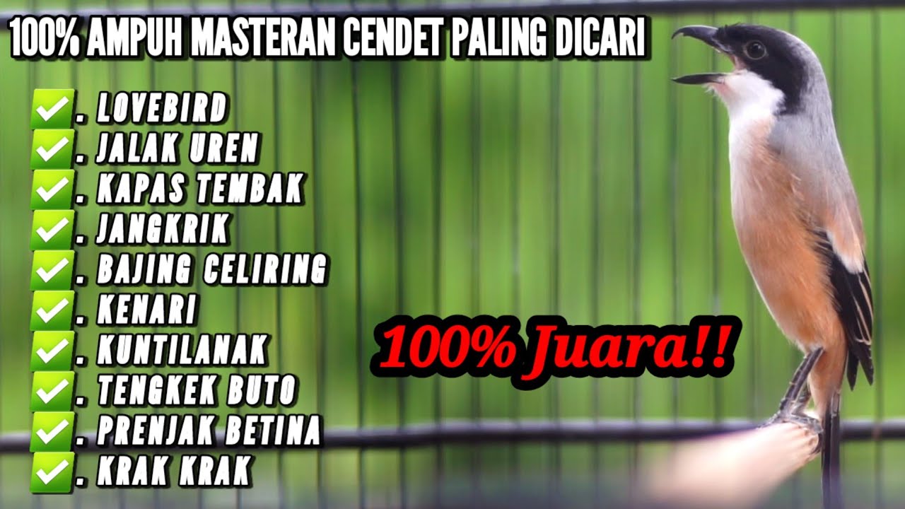 MASTERAN CENDET PALING DICARI FULL TEMBAKAN MATERI MEWAH