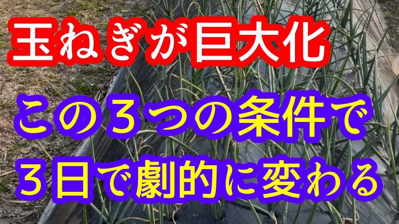【玉ねぎ】３日で急成長！この３つの環境が整うと最強です。2026年