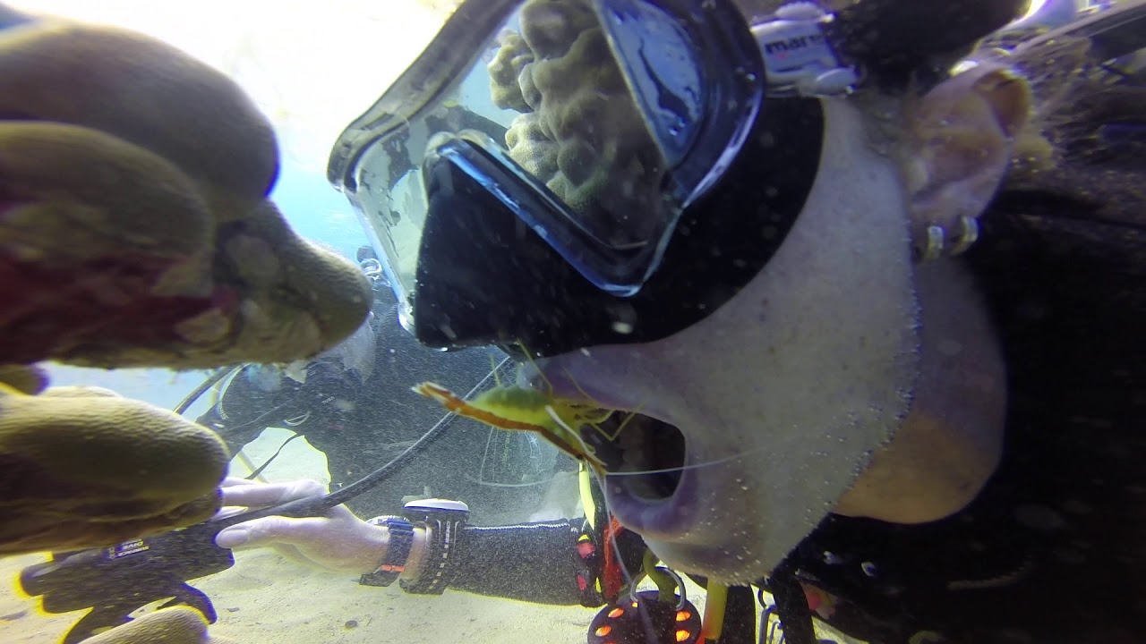 Hawaiian Cleaner shrimp cleaning diver's mouth!!