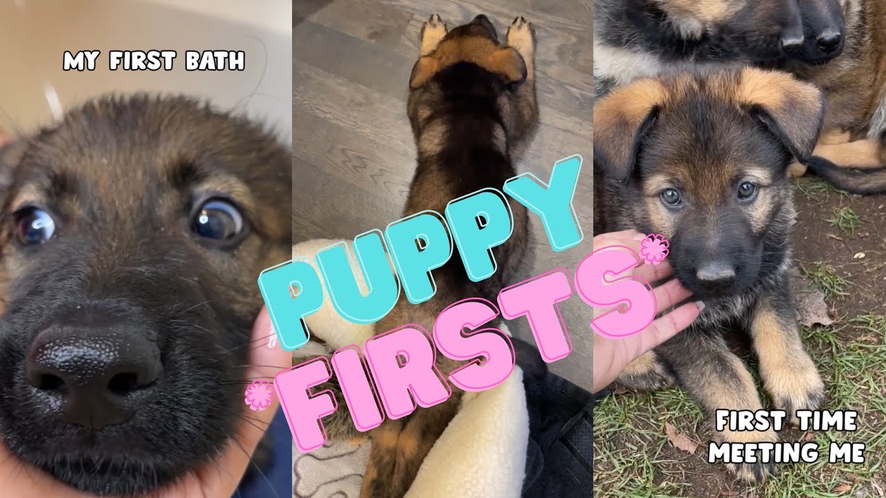 German Shepherd Puppy Experiences Many 'Firsts'