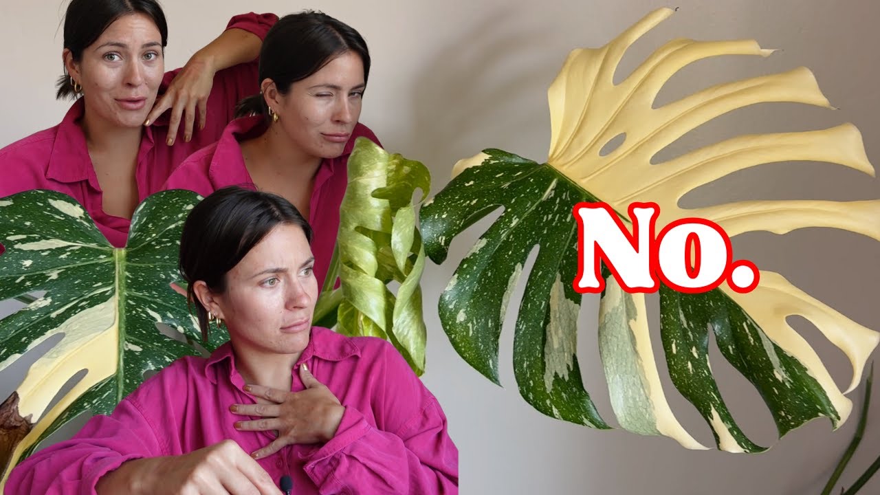 🌱Were these variegated plants worth the money??