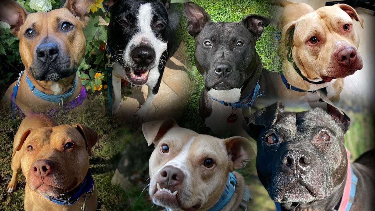 Animal Friends - The Yoga Dogs and Their Story